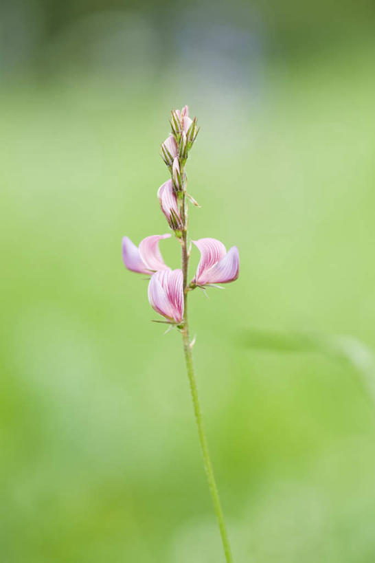 无人,竖图,室外,特写,白天,正面,美景,朦胧,模糊,盛开,景观,花蕾,花,花瓣,花朵,鲜花,粉色,自然,花苞,花蕊,景色,自然风光,牧草,红豆草,彩图