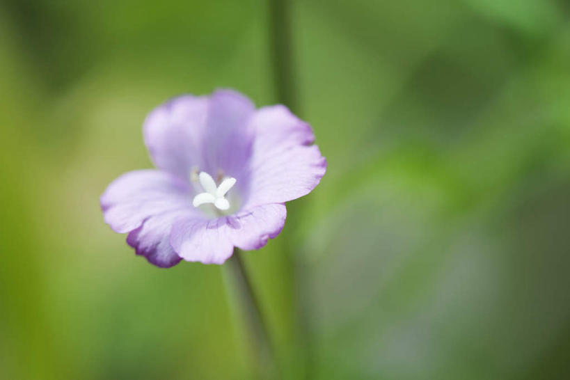 无人,横图,俯视,室外,特写,白天,草地,草坪,美景,植物,阴影,朦胧,模糊,盛开,光线,影子,景观,亚麻,花蕾,草,花,花瓣,花朵,鲜花,一朵,绿色,紫色,阳光,自然,花苞,花蕊,景色,自然风光,彩图,高角度拍摄