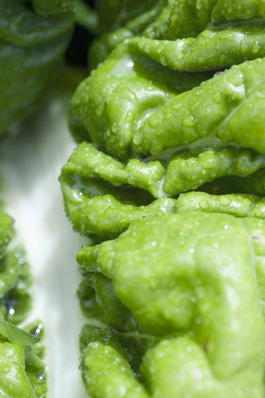 无人,竖图,俯视,室外,特写,白天,蔬菜,阴影,新鲜,光线,纹路,纹理,影子,水滴,食品,食物,阳光,有机食品,绿色食品,牛皮菜,肌理,厚皮菜,水点,厚合菜,莙达菜,莙荙菜,根达菜,恭菜,观达菜,彩图,高角度拍摄