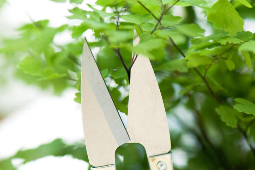 无人,横图,室外,特写,白天,仰视,植物,修剪,阴影,朦胧,模糊,光线,工具,剪刀,影子,园艺工具,园艺,枝条,树,树木,树枝,一个,阳光,单个,裁剪,剪子,剪裁,切割,篱笆剪,整篱剪,虬枝,枝杈,彩图,低角度拍摄,大平剪,绿篱剪