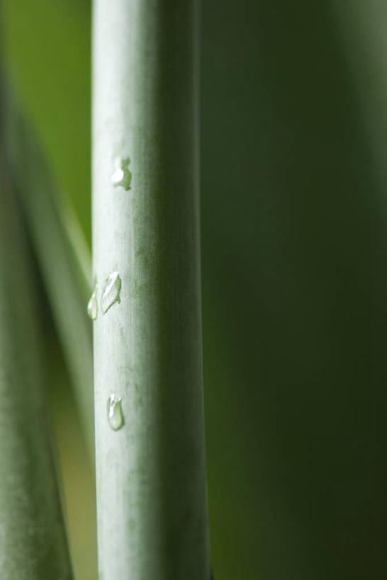 无人,竖图,室外,特写,白天,正面,水,植物,露水,阴影,朦胧,模糊,透明,光线,液体,影子,水滴,茎,水珠,绿色,阳光,自然,露珠,生长,成长,生机,剔透,灵动,通明,彩图,多浆植物,多肉植物,肉质植物,晶莹