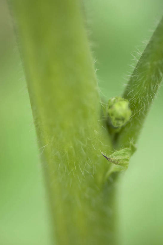 无人,竖图,俯视,室外,特写,白天,植物,阴影,朦胧,模糊,光线,影子,茎,绿色,阳光,自然,嫩芽,生长,成长,新苗,彩图,高角度拍摄,多浆植物,多肉植物,肉质植物