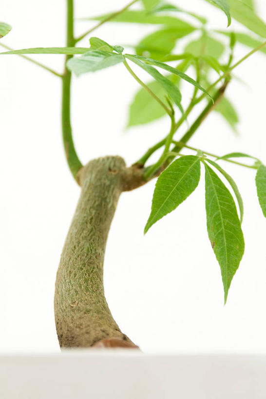 无人,竖图,室内,特写,白天,白色背景,正面,植物,盆栽,盆景,树,树木,绿色,自然,摄影,影棚,生长,成长,彩图,影棚拍摄,拍摄