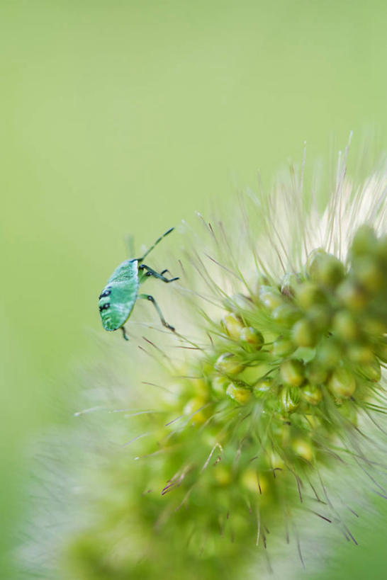 无人,竖图,室外,特写,白天,侧面,植物,阴影,朦胧,模糊,盛开,光线,昆虫,影子,花蕾,停留,狗尾巴草,花,花瓣,花朵,鲜花,一只,绿色,阳光,自然,动物,花苞,花蕊,狗尾草,生长,成长,停止,害虫,绿狗尾草,谷莠子,逗留,停顿,彩图,全身,毛毛草