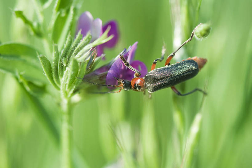 无人,站,横图,室外,特写,白天,神秘,植物,阴影,朦胧,模糊,盛开,光线,昆虫,影子,花蕾,注视,停留,花,花瓣,花朵,鲜花,一只,背面,绿色,紫色,阳光,自然,动物,花苞,花蕊,观察,看,站着,生长,成长,观看,停止,察看,优美,庄重,高贵,关注,消极,采集,收集,害虫,冷色,逗留,停顿,收罗,孤寂,站立,彩图,全身,花萤,奢华