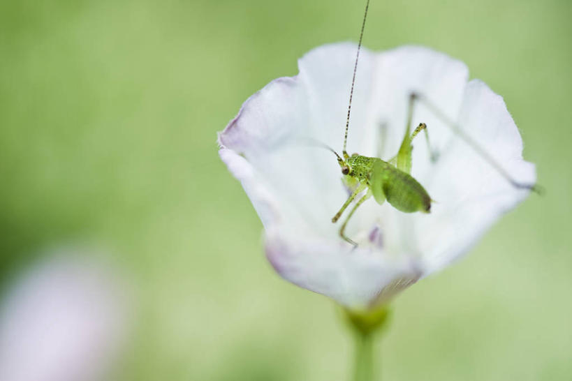 无人,横图,俯视,室外,特写,白天,植物,阴影,朦胧,模糊,盛开,光线,昆虫,影子,花蕾,注视,停留,花,花瓣,花朵,鲜花,一朵,一只,绿色,阳光,自然,动物,蟋蟀,花苞,花蕊,观察,看,生长,成长,观看,停止,察看,关注,蛐蛐,害虫,蛐蛐儿,趋织,促织,纺织娘,莎鸡,筒管娘,逗留,停顿,彩图,高角度拍摄,全身