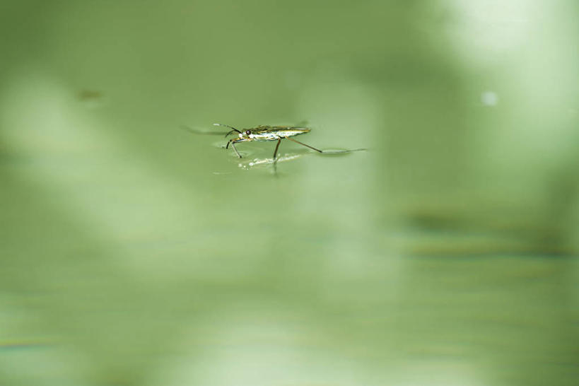 无人,横图,室外,特写,白天,侧面,湖,湖泊,水,阴影,朦胧,模糊,光线,昆虫,蜘蛛,影子,湖面,水流,水面,注视,停留,一只,阳光,动物,湖水,观察,看,趴着,观看,停止,察看,八脚螅,关注,害虫,波丝,水蜘蛛,银蜘蛛,逗留,停顿,趴,彩图,全身