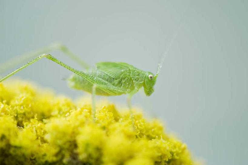 无人,横图,室外,特写,白天,侧面,阴影,朦胧,模糊,盛开,光线,昆虫,影子,花蕾,注视,停留,花,花瓣,花朵,鲜花,一只,黄色,阳光,动物,蟋蟀,花苞,花蕊,观察,看,观看,停止,察看,关注,蛐蛐,害虫,蛐蛐儿,趋织,促织,逗留,停顿,半身,彩图