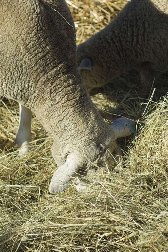 无人,站,吃,竖图,俯视,室外,特写,白天,植物,野生动物,阴影,枯萎,模糊,光线,影子,枯草,草,一只,黄色,阳光,动物,低头,站着,可爱,活泼,绵羊,嚼,食,站立,彩图,高角度拍摄