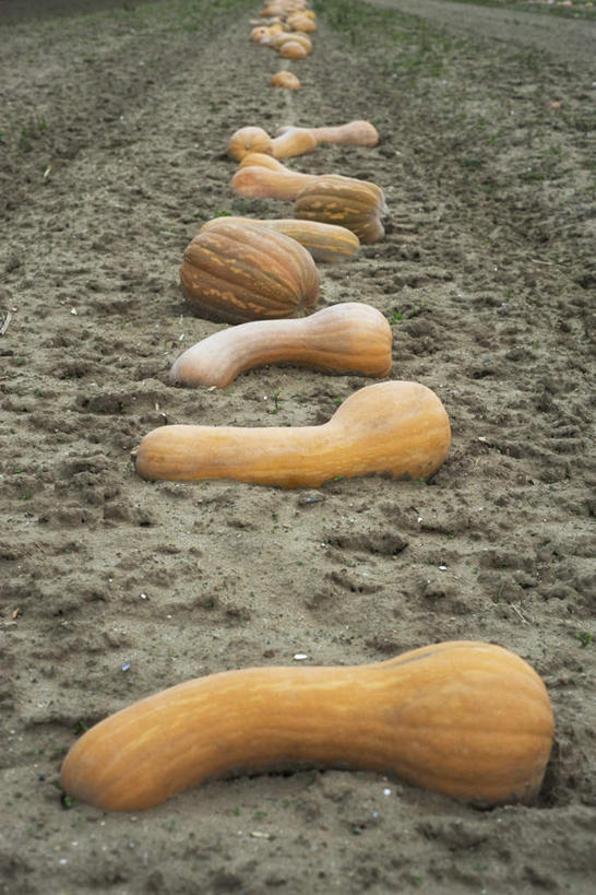 无人,农田,竖图,俯视,室外,特写,白天,庄稼,南瓜,蔬菜,一排,许多,朦胧,模糊,新鲜,整齐,泥土,土,金瓜,食品,番瓜,食物,排列,黄色,有机食品,绿色食品,麦瓜,倭瓜,队列,彩图,高角度拍摄,耕地,庄稼田