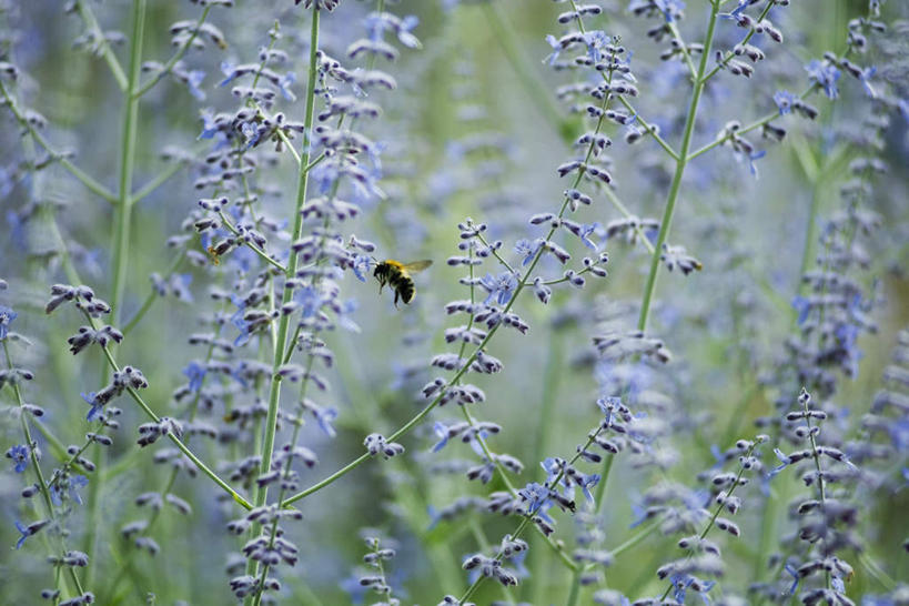 无人,横图,室外,特写,白天,正面,美景,蜜蜂,叶子,许多,阴影,朦胧,模糊,光线,昆虫,影子,景观,绿叶,一只,紫色,阳光,自然,动物,香草,薰衣草,趴着,嫩叶,景色,自然风光,采蜜,益虫,灵香草,黄香草,叶,叶片,趴,彩图