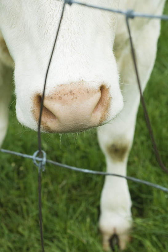 无人,站,竖图,俯视,室外,特写,白天,草地,草坪,植物,猪,一排,朦胧,模糊,整齐,金属,方格,踩,家禽,草,排列,一只,绿色,白色,动物,铁丝,踩着,站着,家畜,牲畜,队列,站立,彩图,高角度拍摄