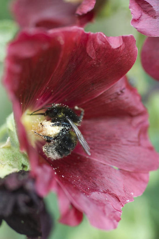 无人,竖图,室外,特写,白天,正面,美景,野生动物,蜜蜂,三朵,朦胧,模糊,盛开,昆虫,景观,花蕾,花,花瓣,花朵,鲜花,红色,自然,动物,花苞,花蕊,趴着,两只,景色,可爱,活泼,自然风光,采蜜,益虫,趴,彩图