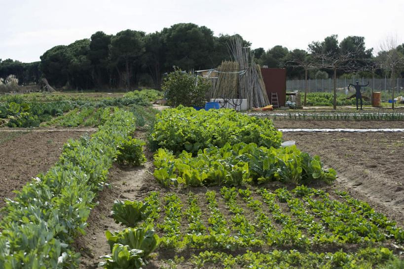 无人,家,农田,栏杆,横图,室外,特写,白天,正面,庄稼,美景,树林,植物,蔬菜,一排,许多,新鲜,整齐,栅栏,房屋,屋子,草屋,景观,篱笆,围栏,青菜,食品,稻草人,白菜,护栏,住宅,树,树木,食物,排列,一个,蓝色,绿色,蓝天,天空,自然,茅草屋,天,景色,有机食品,绿色食品,生长,单个,成长,队列,自然风光,彩图,耕地,庄稼田,房子,茅舍,茅屋,小屋
