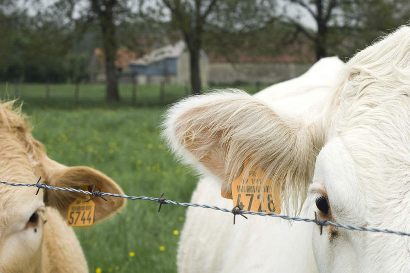 无人,家,横图,室外,特写,白天,正面,草地,草坪,美景,山,树林,植物,指示牌,牛,两张,阴影,朦胧,模糊,缠绕,光线,金属,标志,数字,文字,影子,房屋,屋子,草屋,景观,山峰,山峦,标识,家禽,住宅,草,树,树木,黄色,蓝色,绿色,蓝天,天空,阳光,自然,动物,铁丝,茅草屋,天,两只,家畜,景色,牲畜,生长,成长,条形码,尖锐,自然风光,彩图,房子,茅舍,茅屋,小屋