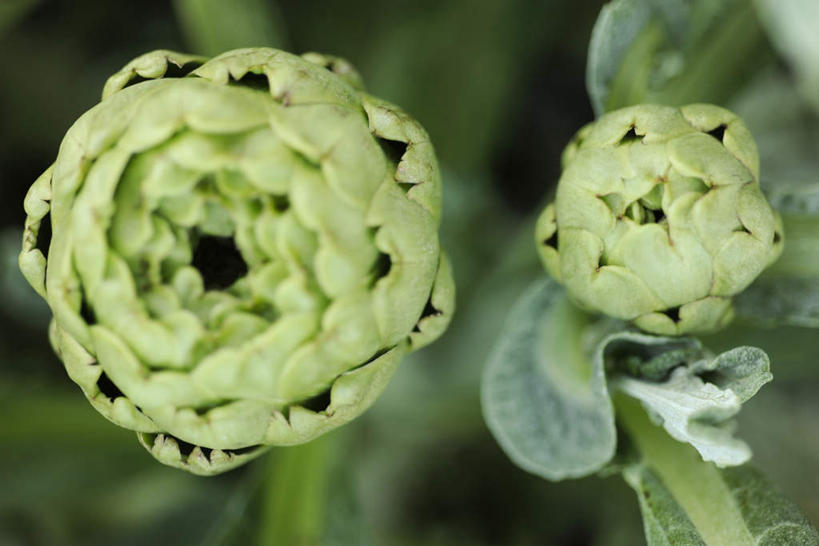无人,横图,俯视,室外,特写,白天,植物,蔬菜,叶子,朦胧,模糊,新鲜,食品,绿叶,草药,药草,中药,食物,两个,嫩叶,蓟,有机食品,绿色食品,药材,中草药,中药材,本草,大蓟,刺蓟,山萝卜,叶,叶片,彩图,高角度拍摄