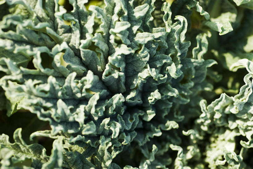 无人,横图,俯视,室外,特写,白天,植物,蔬菜,许多,阴影,朦胧,模糊,新鲜,光线,影子,食品,草药,药草,中药,食物,阳光,蓟,有机食品,绿色食品,药材,中草药,中药材,本草,大蓟,刺蓟,山萝卜,彩图,高角度拍摄