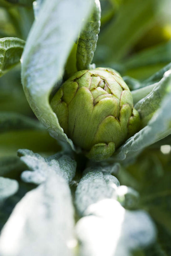 无人,竖图,俯视,室外,特写,白天,植物,蔬菜,叶子,许多,阴影,朦胧,模糊,新鲜,光线,影子,食品,绿叶,草药,药草,中药,食物,阳光,嫩叶,蓟,有机食品,绿色食品,药材,中草药,中药材,本草,大蓟,刺蓟,山萝卜,叶,叶片,彩图,高角度拍摄