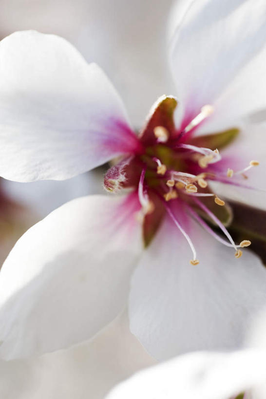 无人,竖图,室外,特写,白天,正面,美景,叶子,阴影,朦胧,模糊,盛开,光线,影子,景观,杏花,花蕾,花,花瓣,花朵,鲜花,紫色,白色,阳光,自然,花苞,花蕊,景色,自然风光,叶,叶片,彩图