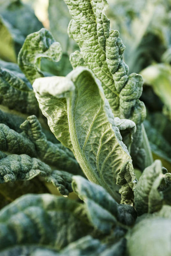 无人,竖图,俯视,室外,特写,白天,植物,蔬菜,叶子,许多,阴影,朦胧,模糊,新鲜,光线,影子,食品,绿叶,草药,药草,中药,食物,阳光,嫩叶,蓟,有机食品,绿色食品,药材,中草药,中药材,本草,大蓟,刺蓟,山萝卜,叶,叶片,彩图,高角度拍摄