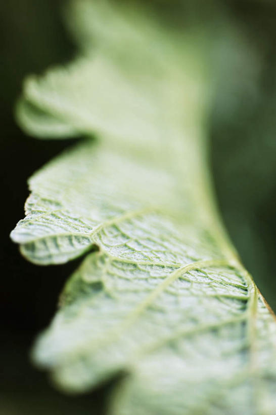 无人,竖图,俯视,室外,特写,白天,植物,蔬菜,叶子,许多,阴影,朦胧,模糊,新鲜,光线,影子,食品,绿叶,草药,药草,中药,食物,阳光,嫩叶,蓟,有机食品,绿色食品,药材,中草药,中药材,本草,大蓟,刺蓟,山萝卜,叶,叶片,彩图,高角度拍摄