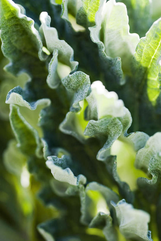 无人,竖图,俯视,室外,特写,白天,植物,蔬菜,叶子,阴影,朦胧,模糊,新鲜,光线,影子,食品,绿叶,草药,药草,中药,食物,阳光,嫩叶,蓟,有机食品,绿色食品,药材,中草药,中药材,本草,大蓟,刺蓟,山萝卜,叶,叶片,彩图,高角度拍摄