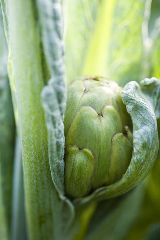 无人,竖图,室外,特写,白天,正面,植物,蔬菜,叶子,许多,阴影,朦胧,模糊,新鲜,光线,影子,食品,绿叶,草药,药草,中药,食物,阳光,嫩叶,蓟,有机食品,绿色食品,药材,中草药,中药材,本草,大蓟,刺蓟,山萝卜,叶,叶片,彩图