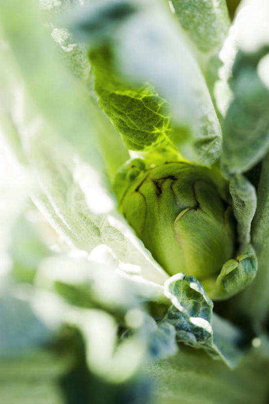 无人,竖图,俯视,室外,特写,白天,植物,蔬菜,叶子,许多,阴影,朦胧,模糊,新鲜,光线,影子,食品,绿叶,草药,药草,中药,食物,阳光,嫩叶,蓟,有机食品,绿色食品,药材,中草药,中药材,本草,大蓟,刺蓟,山萝卜,叶,叶片,彩图,高角度拍摄