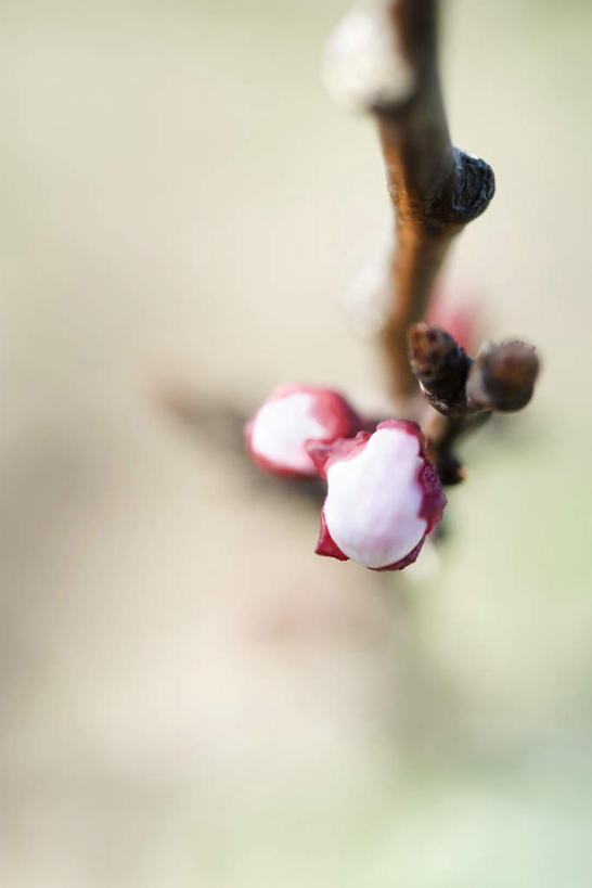 无人,竖图,俯视,室内,特写,白天,朦胧,模糊,盛开,杏花,花蕾,花,花瓣,花朵,鲜花,树枝,粉色,白色,花苞,花蕊,杏树,彩图,高角度拍摄