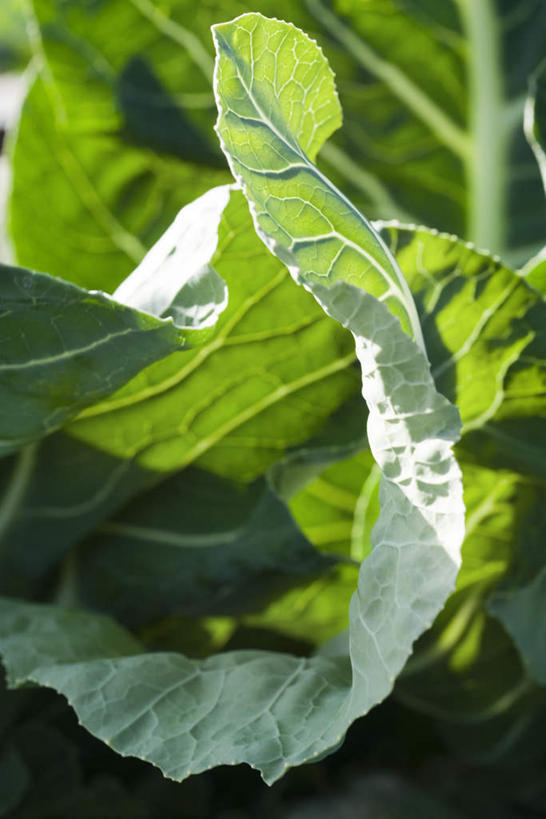 无人,竖图,室外,特写,白天,正面,蔬菜,叶子,许多,阴影,朦胧,模糊,新鲜,光线,影子,食品,绿叶,食物,阳光,嫩叶,有机食品,绿色食品,牛皮菜,叶,叶片,彩图