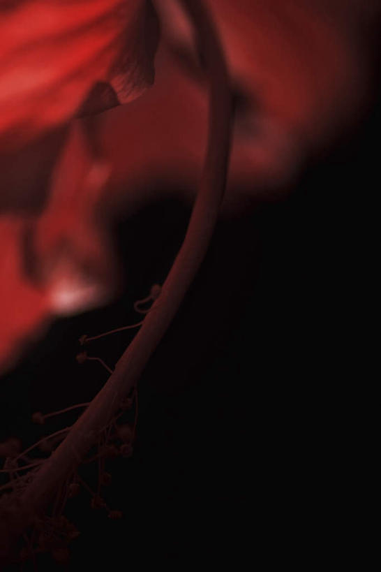 无人,竖图,室内,特写,白天,正面,阴影,黑色背景,朦胧,模糊,盛开,光线,影子,花蕾,花,花瓣,花朵,鲜花,一朵,红色,阳光,花苞,花蕊,摄影,影棚,芙蓉,彩图,影棚拍摄,拍摄