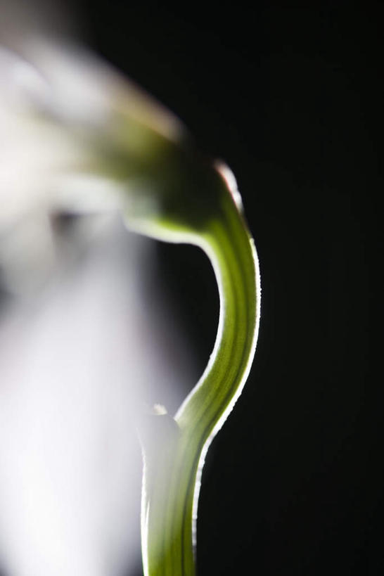 无人,竖图,室内,特写,白天,正面,六出花,阴影,黑色背景,朦胧,模糊,盛开,光线,影子,花蕾,花,花瓣,花朵,鲜花,一朵,粉色,阳光,花苞,花蕊,摄影,影棚,水仙百合,秘鲁百合,彩图,影棚拍摄,拍摄