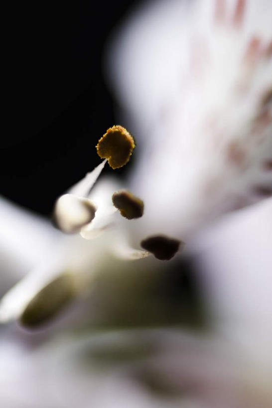 无人,竖图,室内,特写,白天,正面,六出花,阴影,黑色背景,朦胧,模糊,盛开,光线,影子,花蕾,花,花瓣,花朵,鲜花,一朵,粉色,阳光,花苞,花蕊,摄影,影棚,水仙百合,秘鲁百合,彩图,影棚拍摄,拍摄