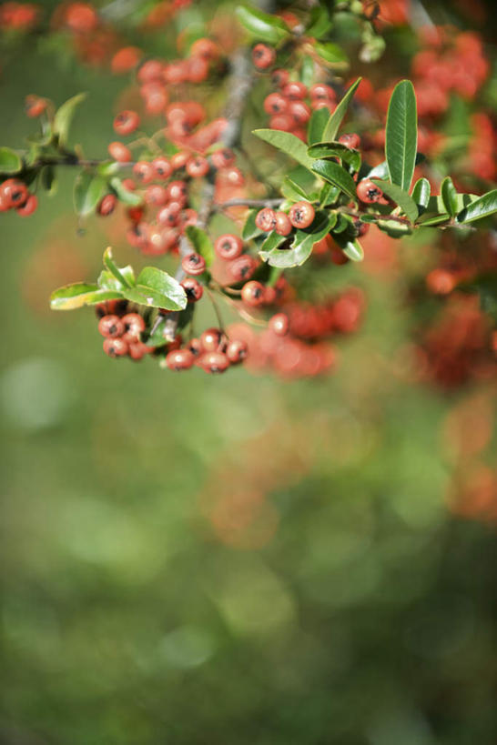 无人,竖图,俯视,室外,特写,白天,旅游,度假,花海,花圃,美景,植物,叶子,许多,阴影,朦胧,模糊,盛开,光线,影子,景观,花蕾,娱乐,花,花瓣,花朵,花卉,鲜花,红色,阳光,自然,花丛,花束,花田,花苞,花蕊,享受,休闲,景色,放松,自然风光,红籽,赤阳子,火把果,火棘,救兵粮,救命粮,彩图,高角度拍摄