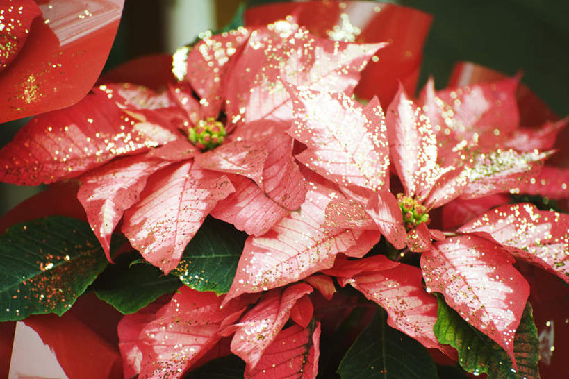 无人,横图,俯视,室内,特写,植物,叶子,圣诞节,许多,节日,朦胧,模糊,庆祝,盆栽,绿叶,圣诞红,一品红,盆景,文化,红色,绿色,自然,圣诞花,庆典,嫩叶,猩猩木,生长,成长,纪念,绿洲,叶,叶片,彩图,高角度拍摄