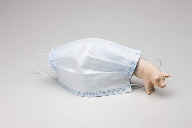 无人,横图,室内,白天,白色背景,正面,猪,玩具,家禽,一个,动物,口罩,家畜,摄影,牲畜,影棚,单个,病毒,预防,医疗器材,传染,彩图,影棚拍摄,拍摄