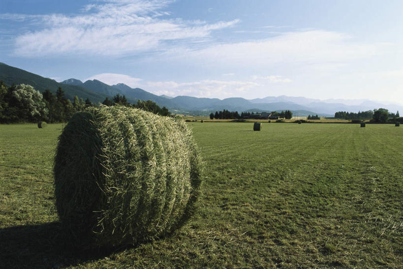 无人,横图,室外,白天,正面,旅游,度假,草地,草坪,美景,树林,植物,西班牙,景观,云,云朵,干草堆,云彩,娱乐,草,树,树木,蓝色,绿色,白云,蓝天,天空,自然,草垛,天,享受,休闲,景色,放松,生长,晴朗,成长,自然风光,晴空,彩图