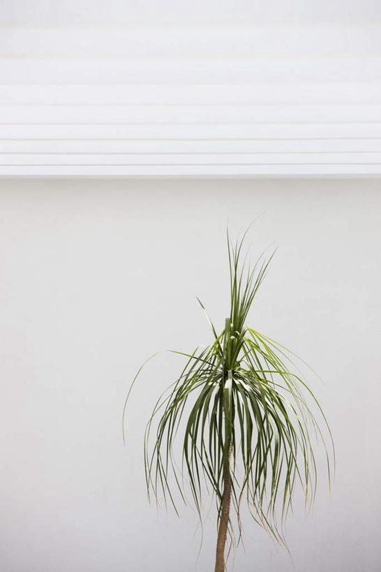 无人,竖图,室内,特写,白天,正面,植物,窗户,静物,朦胧,模糊,盆栽,盆景,一个,绿色,自然,生长,单个,成长,彩图