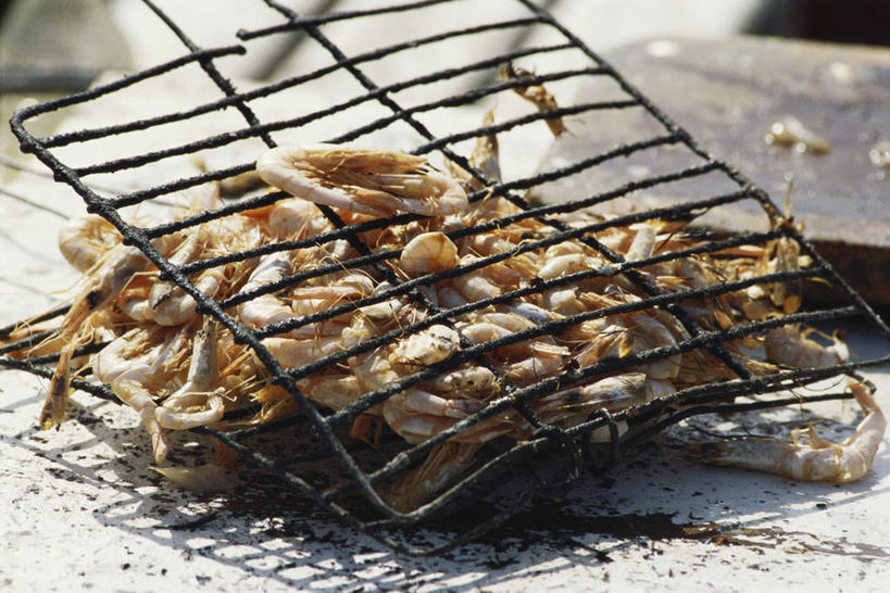 海鲜,无人,横图,俯视,室内,特写,白天,烹饪,西餐,许多,阴影,光线,影子,虾,料理,食品,水产,铁板,菜肴,美食,食物,阳光,西式,佳肴,海产品,彩图,高角度拍摄