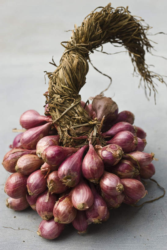 无人,竖图,俯视,室内,特写,白天,桌面,桌子,蔬菜,许多,新鲜,葱,青葱,食品,茎,食物,粉色,摄影,有机食品,绿色食品,影棚,彩图,高角度拍摄,影棚拍摄,拍摄