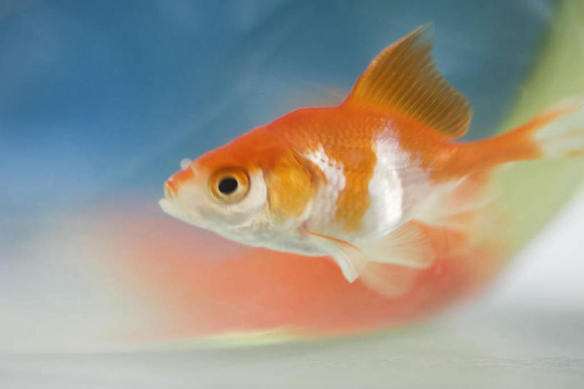 游泳,无人,横图,室内,白天,正面,一条,阴影,反射,金鱼,鱼,影子,鱼类,橙色,可爱,活泼,水生动物,水生物,彩图