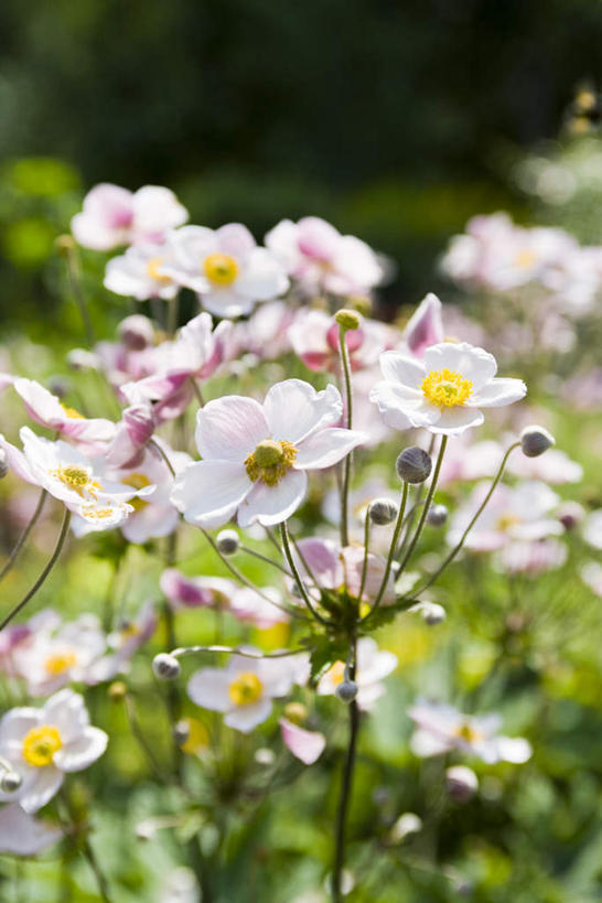 无人,竖图,室外,白天,正面,花海,花圃,美景,植物,许多,朦胧,模糊,盛开,景观,花蕾,花,花瓣,花朵,花卉,鲜花,白色,自然,花丛,花田,花苞,花蕊,景色,银莲花,生长,成长,自然风光,银莲,复活节花,彩图