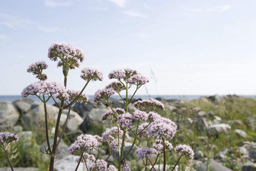 无人,横图,室外,白天,正面,美景,植物,叶子,许多,盛开,景观,云,云朵,绿叶,云彩,花,花瓣,花朵,花卉,鲜花,粉色,蓝色,白云,蓝天,天空,自然,天,花蕊,嫩叶,景色,自然风光,缬草,欧缬草,叶,叶片,彩图