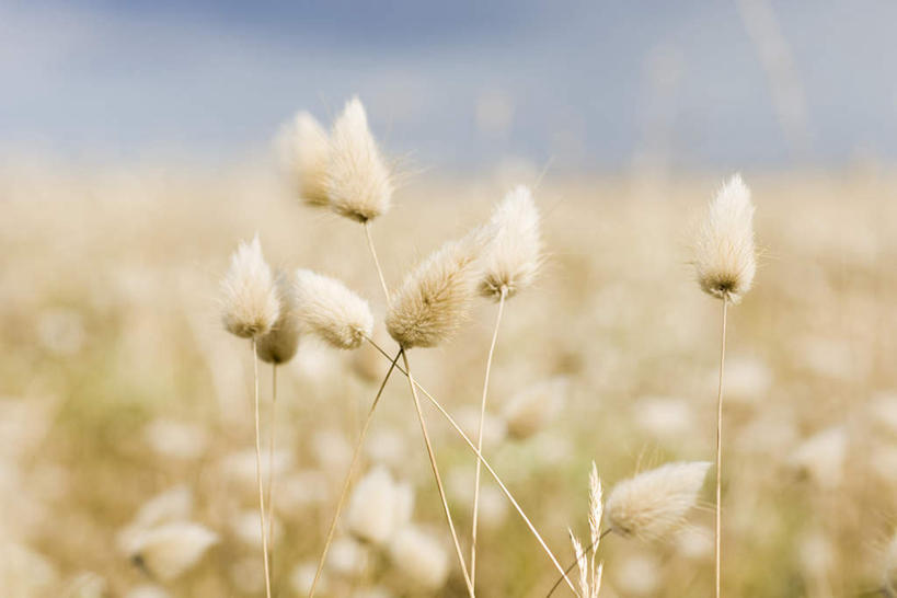 无人,横图,室外,白天,正面,花海,花圃,美景,植物,许多,朦胧,模糊,盛开,景观,草药,药草,花蕾,中药,花,花瓣,花朵,花卉,鲜花,白色,自然,花丛,花田,花苞,花蕊,景色,自然风光,药材,中草药,中药材,本草,兔尾草,狐狸尾,狸尾豆,彩图