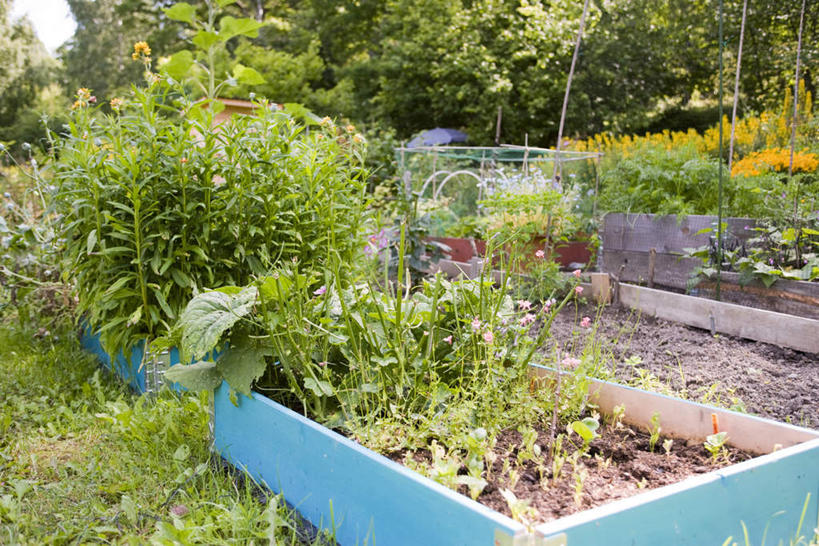 无人,花园,横图,室外,白天,正面,旅游,度假,草地,草坪,花圃,美景,植物,花盆,许多,阴影,光线,影子,庭院,景观,园艺,野花,娱乐,草,树,树木,绿色,自然,享受,休闲,景色,放松,生长,成长,自然风光,小花园,彩图