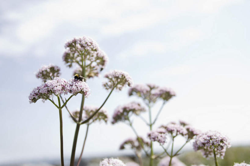 无人,横图,室外,特写,白天,正面,旅游,度假,草地,草坪,美景,植物,许多,阴影,朦胧,模糊,盛开,光线,影子,景观,云,云朵,草药,药草,花蕾,云彩,娱乐,中药,草,花,花瓣,花朵,鲜花,蓝色,绿色,紫色,白云,蓝天,天空,阳光,自然,天,花苞,花蕊,享受,休闲,景色,放松,晴朗,自然风光,药材,中草药,中药材,本草,止痛,镇静,安眠,安神,缬草,欧缬草,晴空,彩图