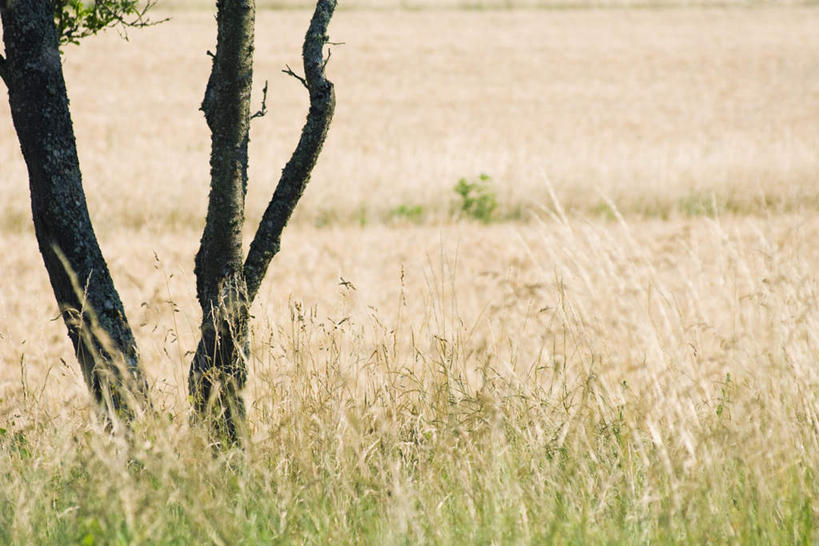 无人,横图,室外,白天,正面,旅游,度假,美景,植物,阴影,枯萎,光线,影子,景观,枯草,娱乐,草,树,树干,树木,黄色,绿色,阳光,自然,享受,休闲,景色,放松,生长,成长,宁静,安宁,自然风光,彩图