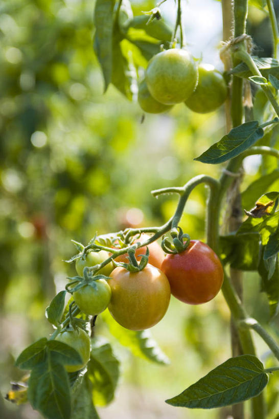 无人,果园,竖图,室外,特写,白天,正面,田园,植物,苹果,水果,叶子,朦胧,模糊,新鲜,生食,食品,果实,果树,绿叶,树,树木,树枝,食物,红色,绿色,自然,嫩叶,有机食品,绿色食品,生长,成长,田庄,园子,叶,叶片,彩图