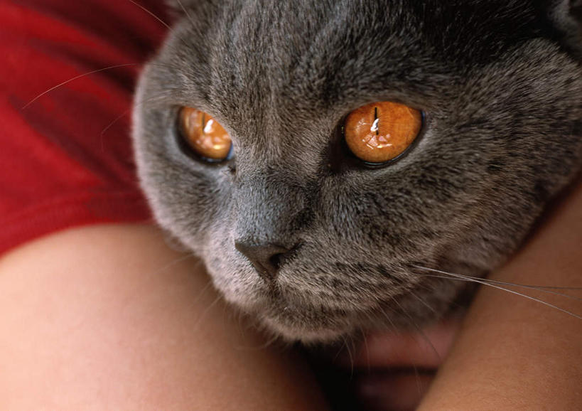 西方人,背部,一个人,站,抱,横图,室内,白天,宠物,猫,欧洲,欧洲人,仅一个年轻女性,仅一个女性,仅一个人,一只,灰色,动物,站着,可爱,抱着,搂着,沙特尔蓝猫,夏特尔猫,年轻女性,女人,女性,白种人,搂,搂抱,站立,半身,彩图