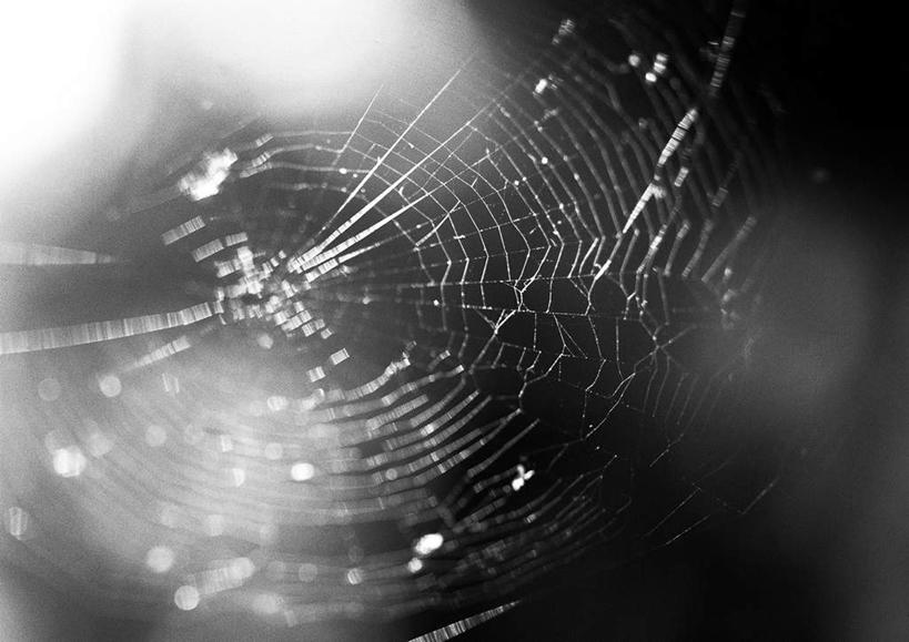 无人,横图,黑白,室外,特写,白天,正面,阴影,网状,朦胧,模糊,反射,光线,蜘蛛网,网,影子,蛛网